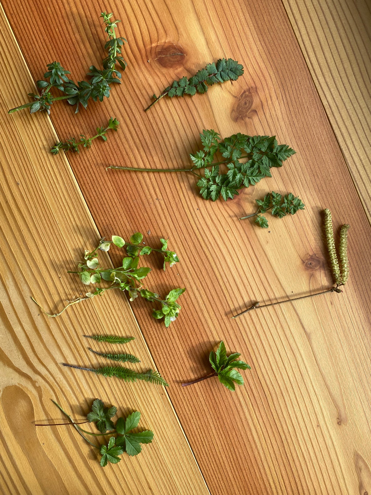 Kräuterwanderung - Forchheim & Umgebung