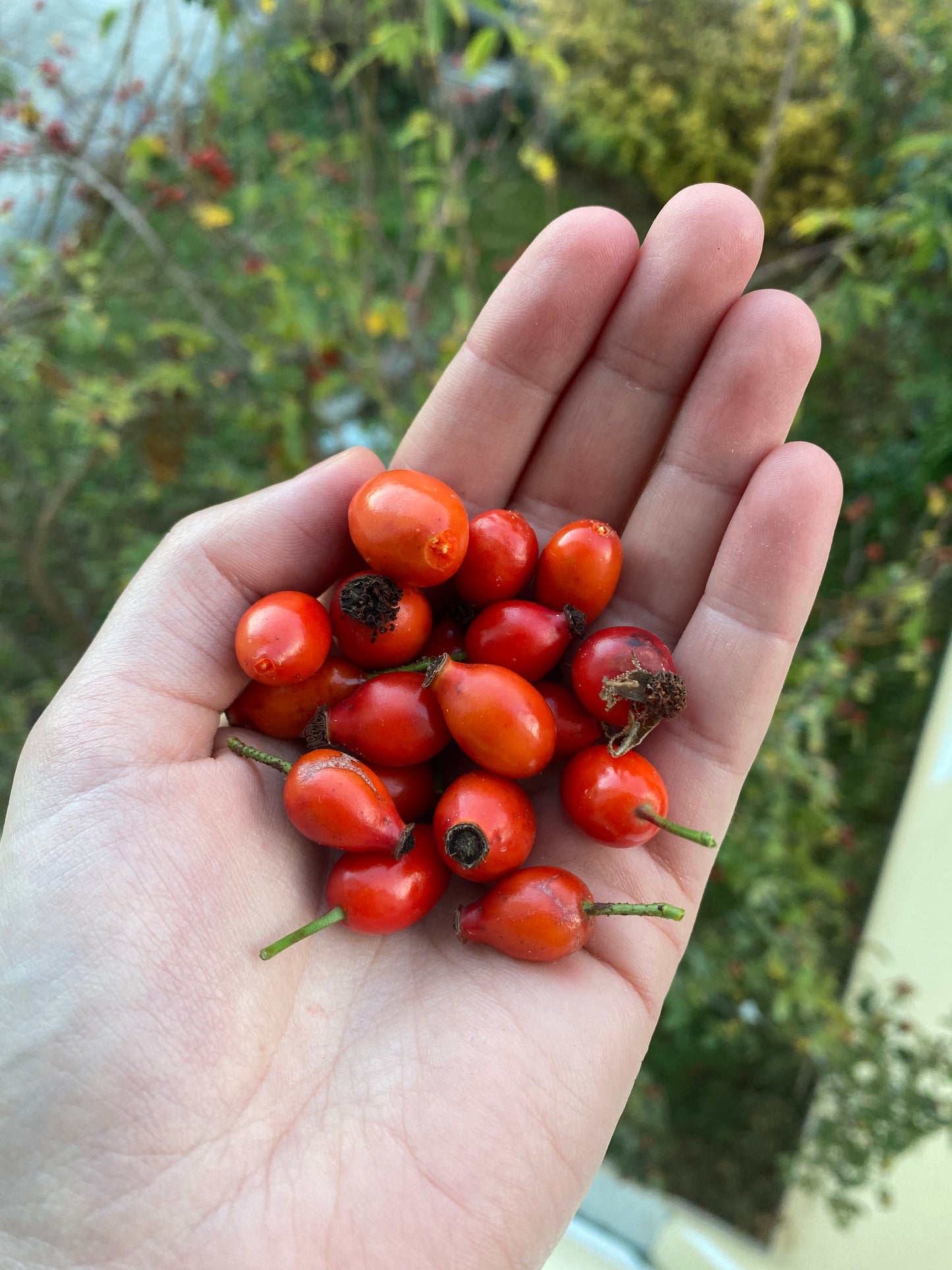 Kräuterwanderung - Forchheim & Umgebung