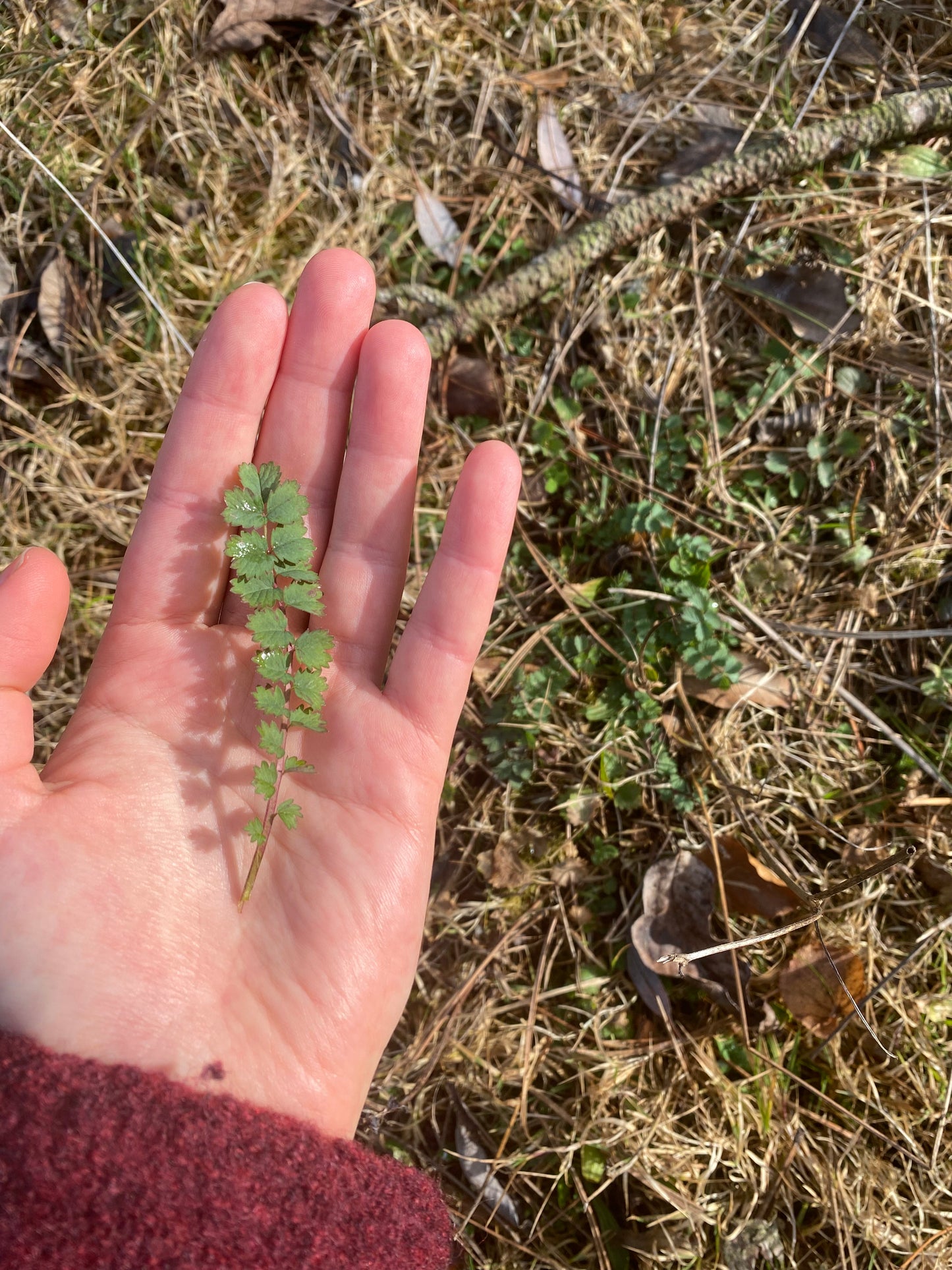 Kräuterwanderung - Forchheim & Umgebung