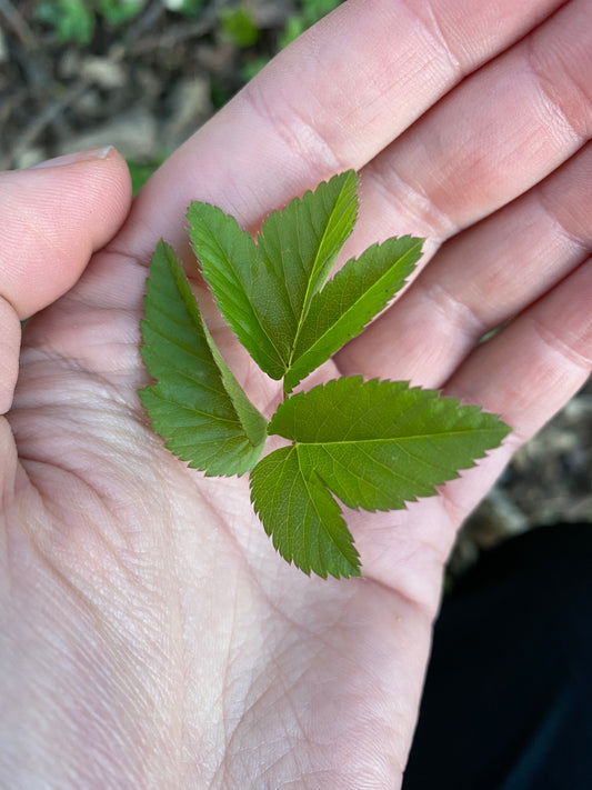 Kräuterwanderung - Forchheim & Umgebung