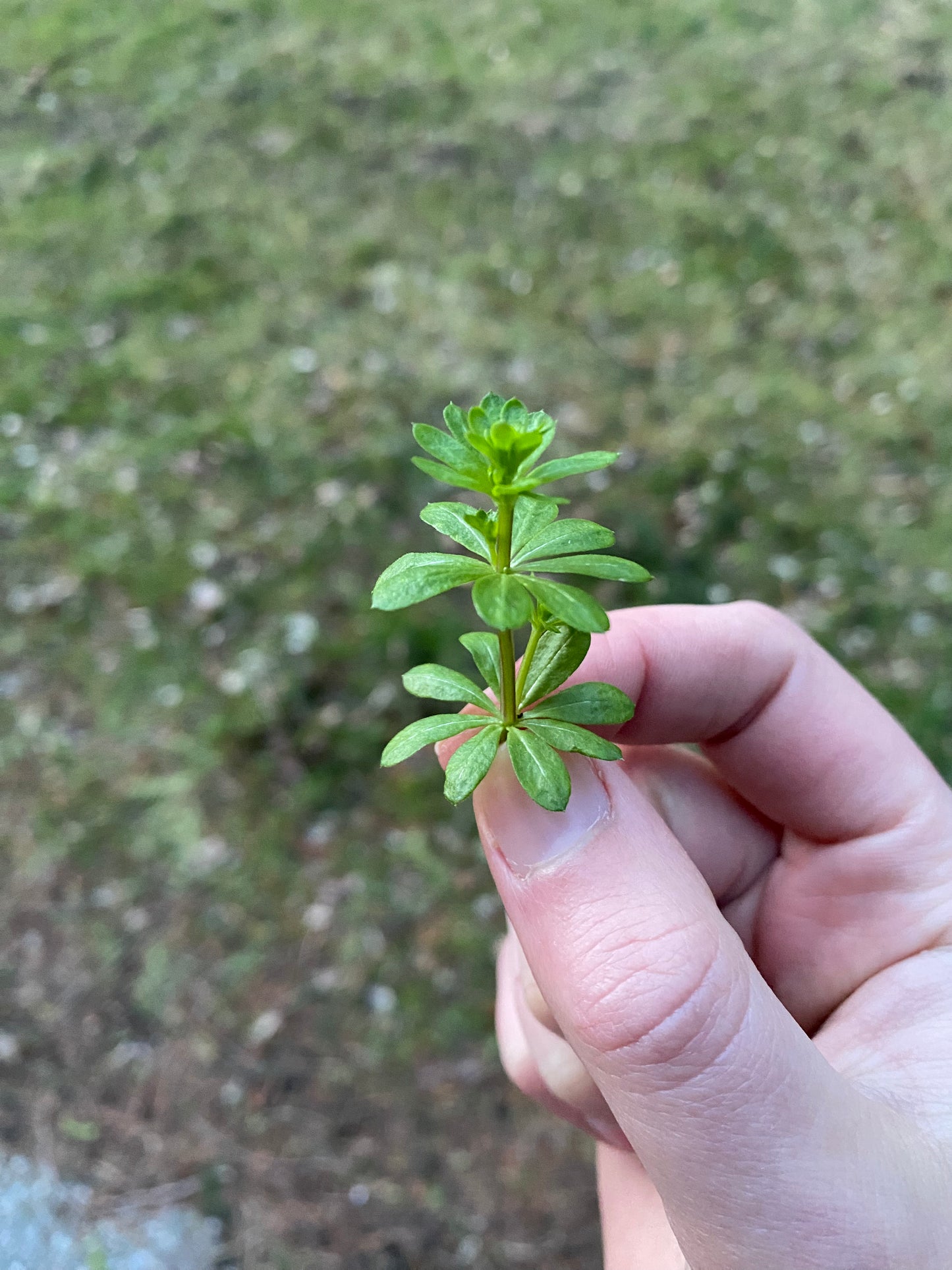 Kräuterwanderung - Forchheim & Umgebung